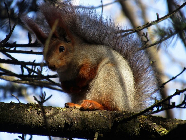 Squirrel