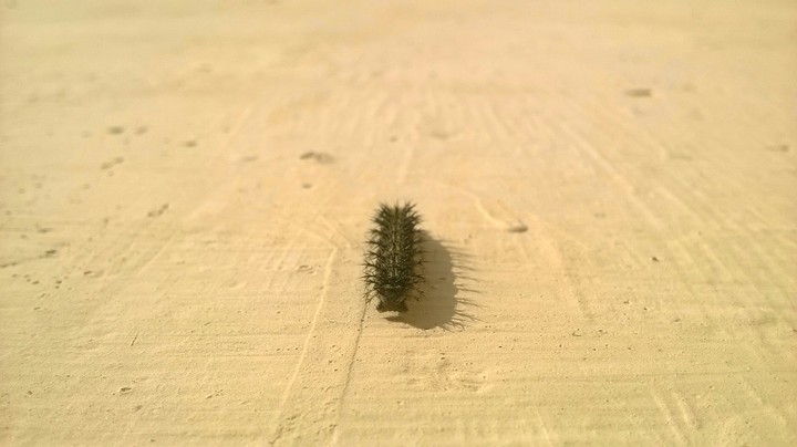 worm