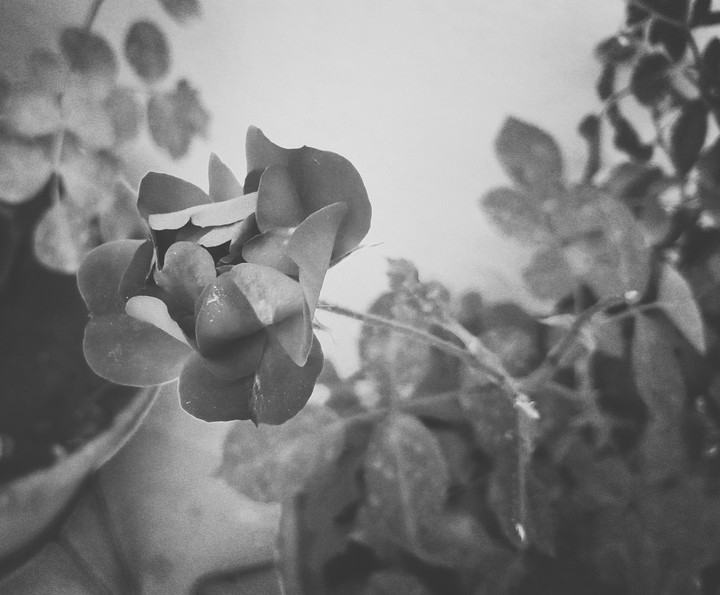 Black n white