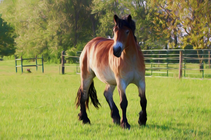 beautiful horse...