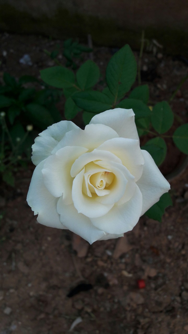 wight Rose