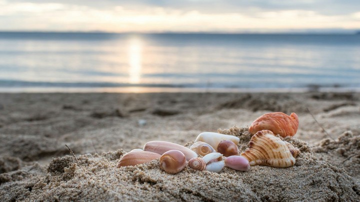 conch
