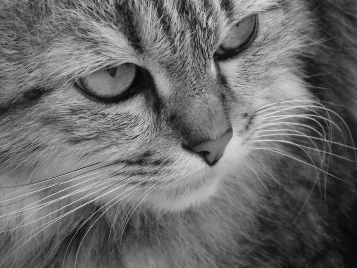 Milya