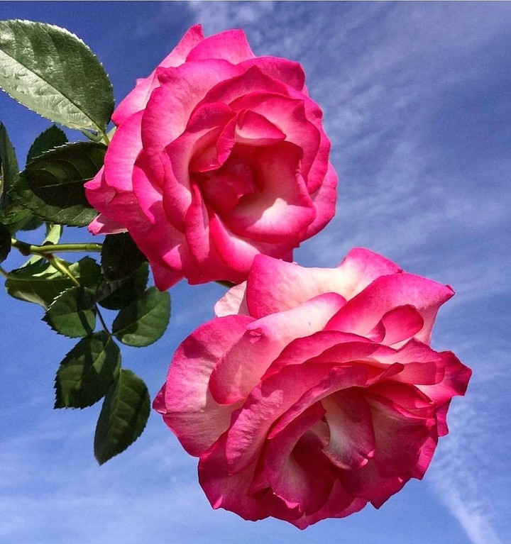 Roses