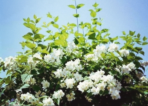 flowers