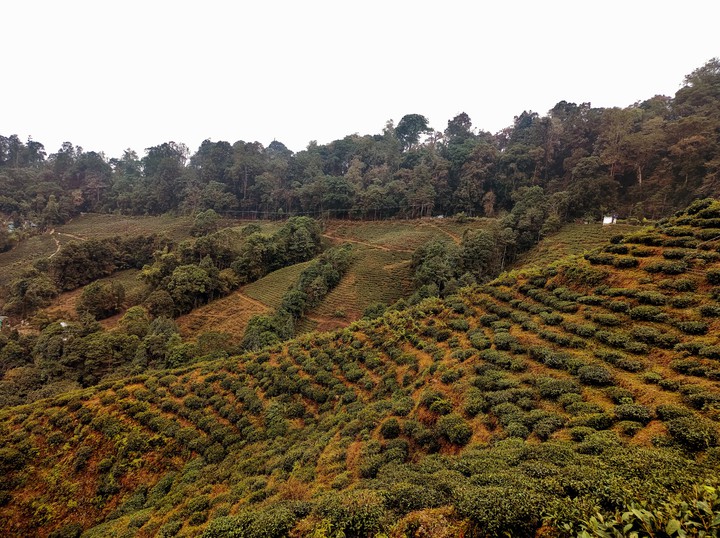 Darjeeling Tea Garden, West Bengal, India