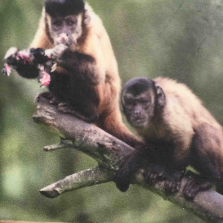 monkeys ?