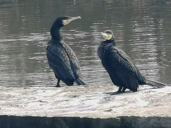 cormorants