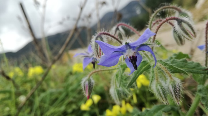 #Borago Officinalis