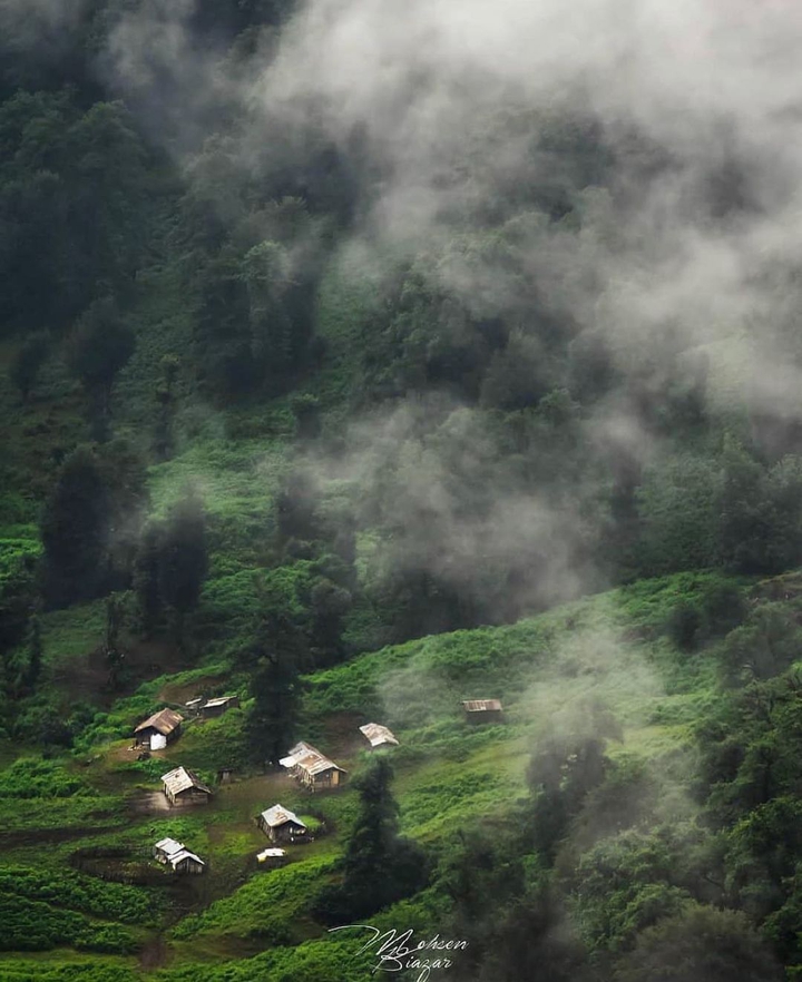 Masal Forest