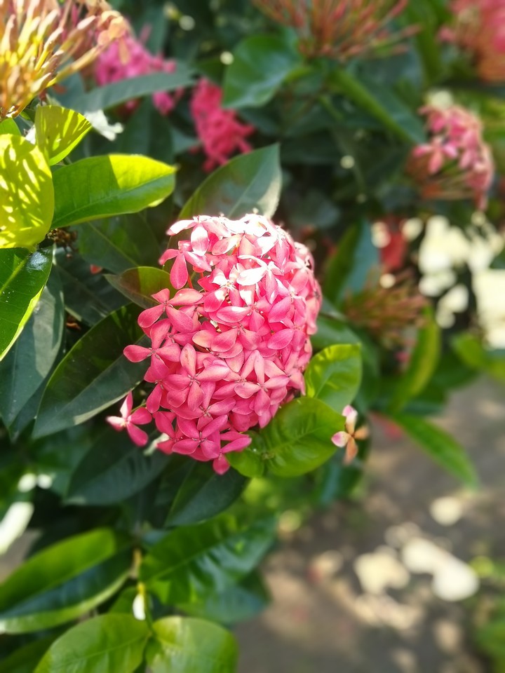 jardín en casa