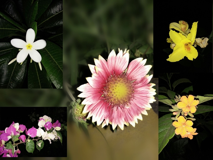 flowers