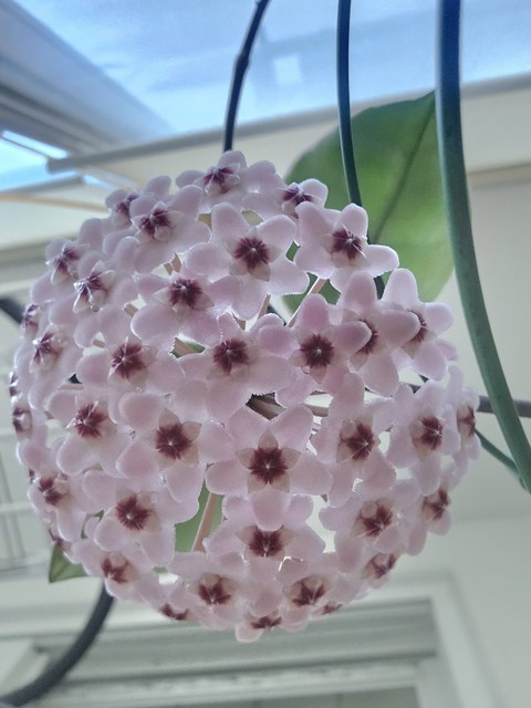 purple, pink duvar kağıtları