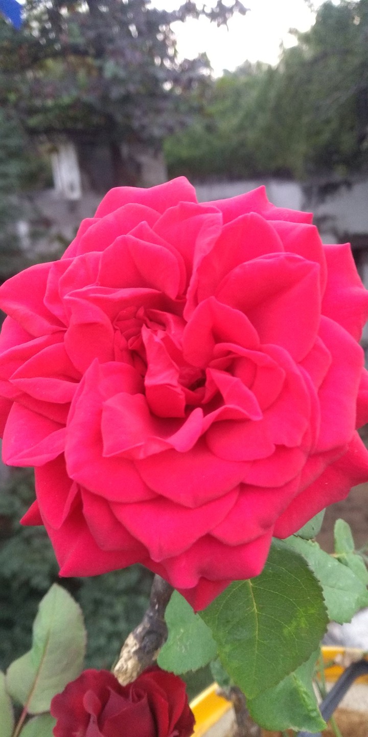 rose