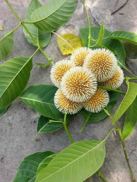 bông ráo