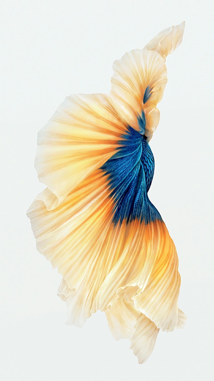 iphone 6 betta fish