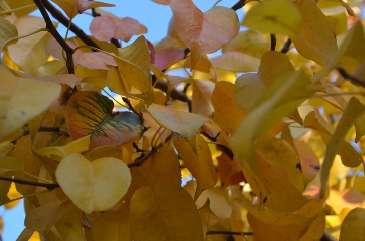autumn garden