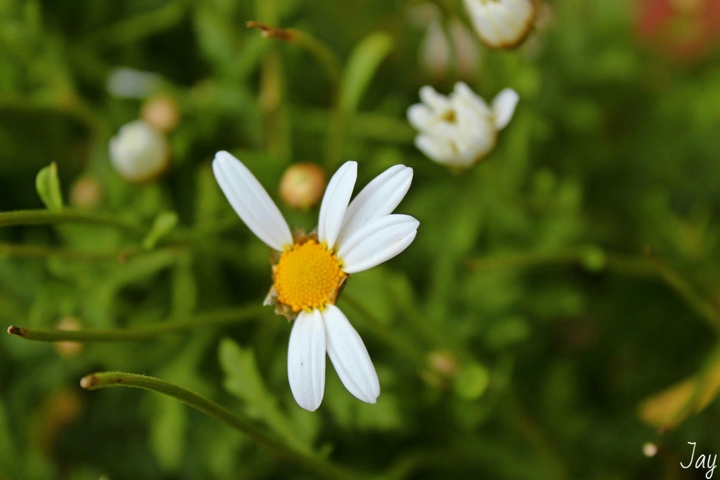 Daisy
