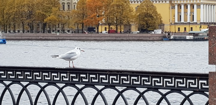Санки-Петербург.