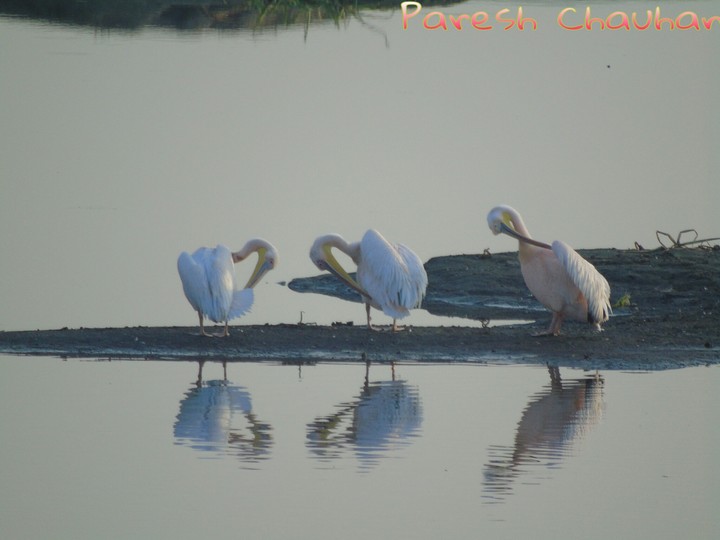 BIRDS