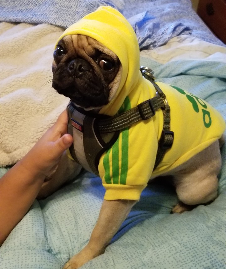 pug