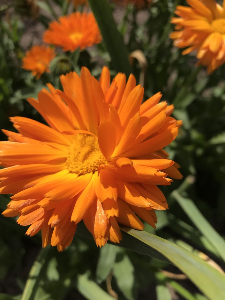 orange