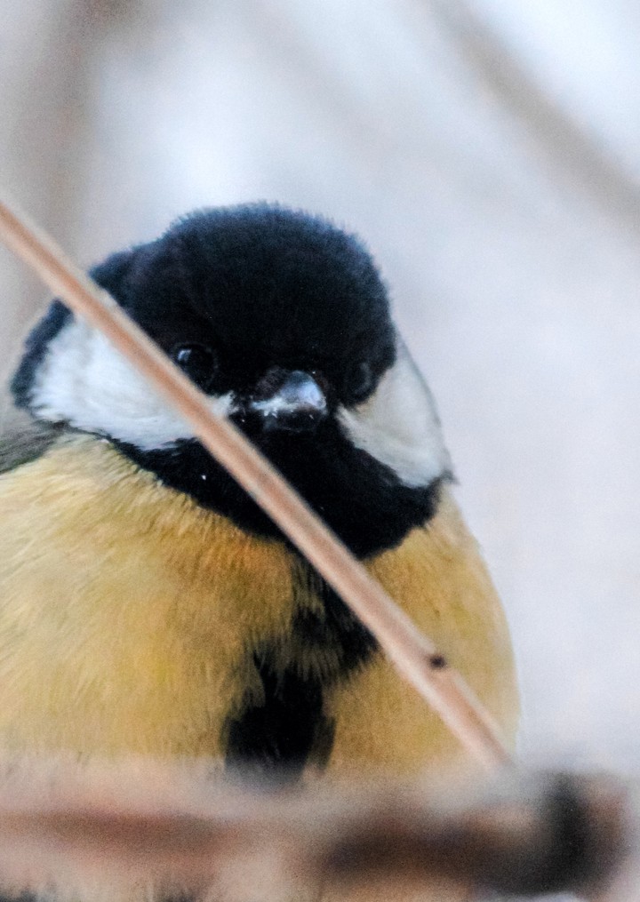 Small bird