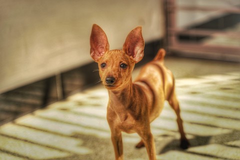 Minpin puppy