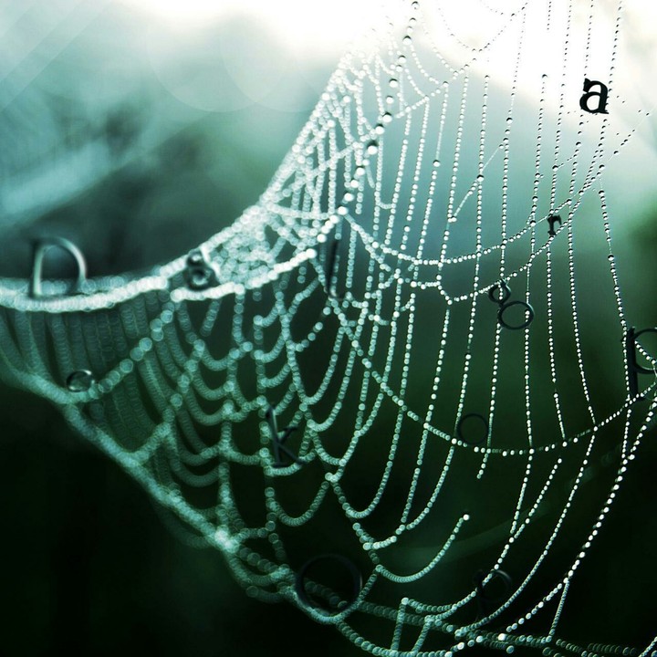 Spider Soup