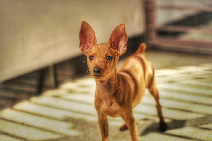 Minpin puppy
