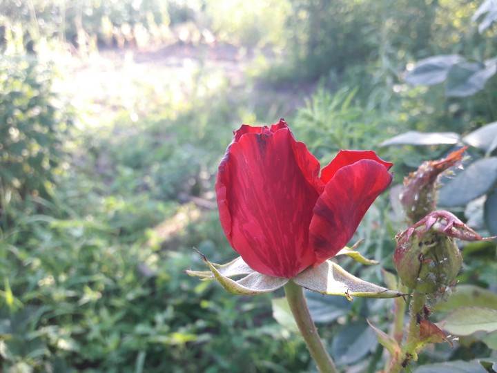 little rose