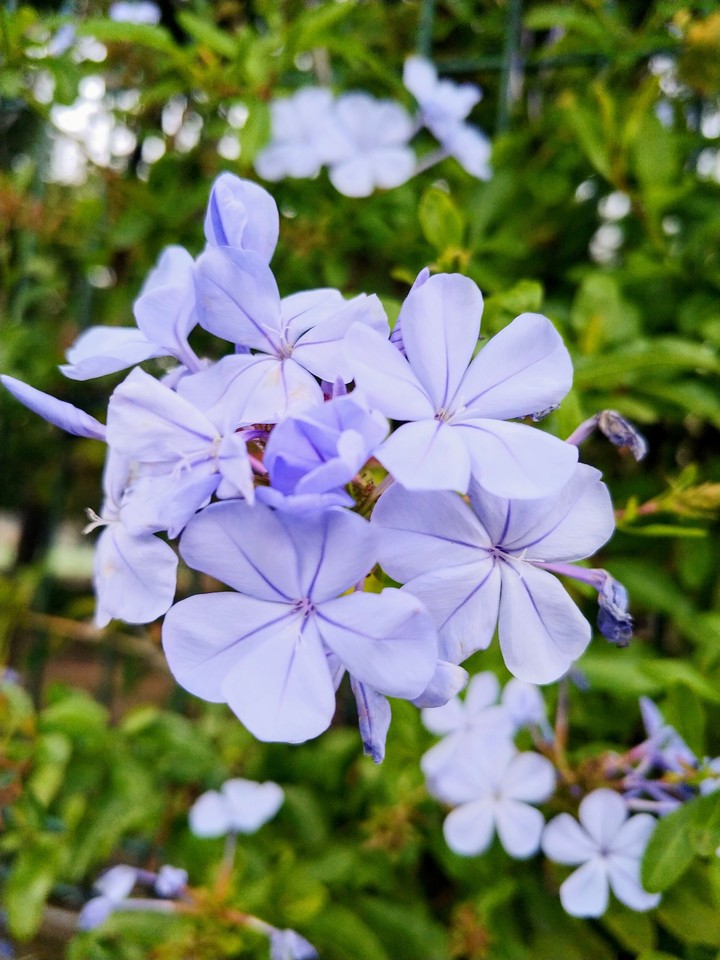Beautiful blue flowers