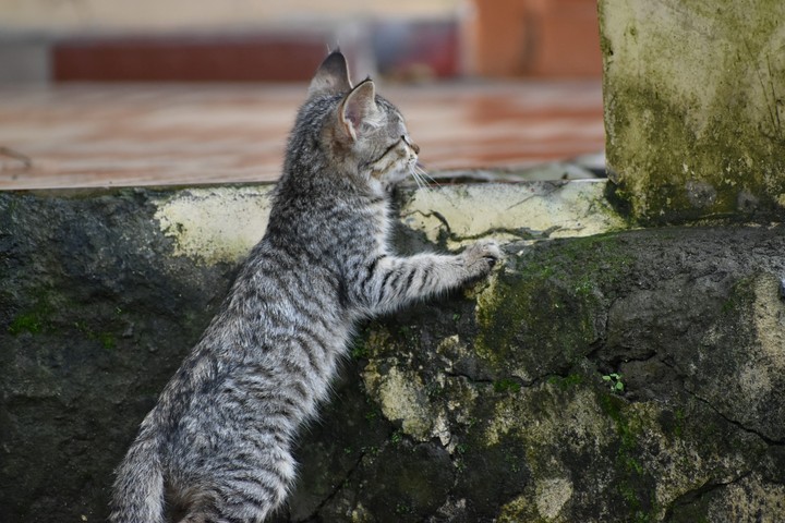 cute kitten
