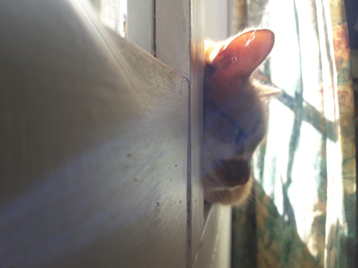 cat