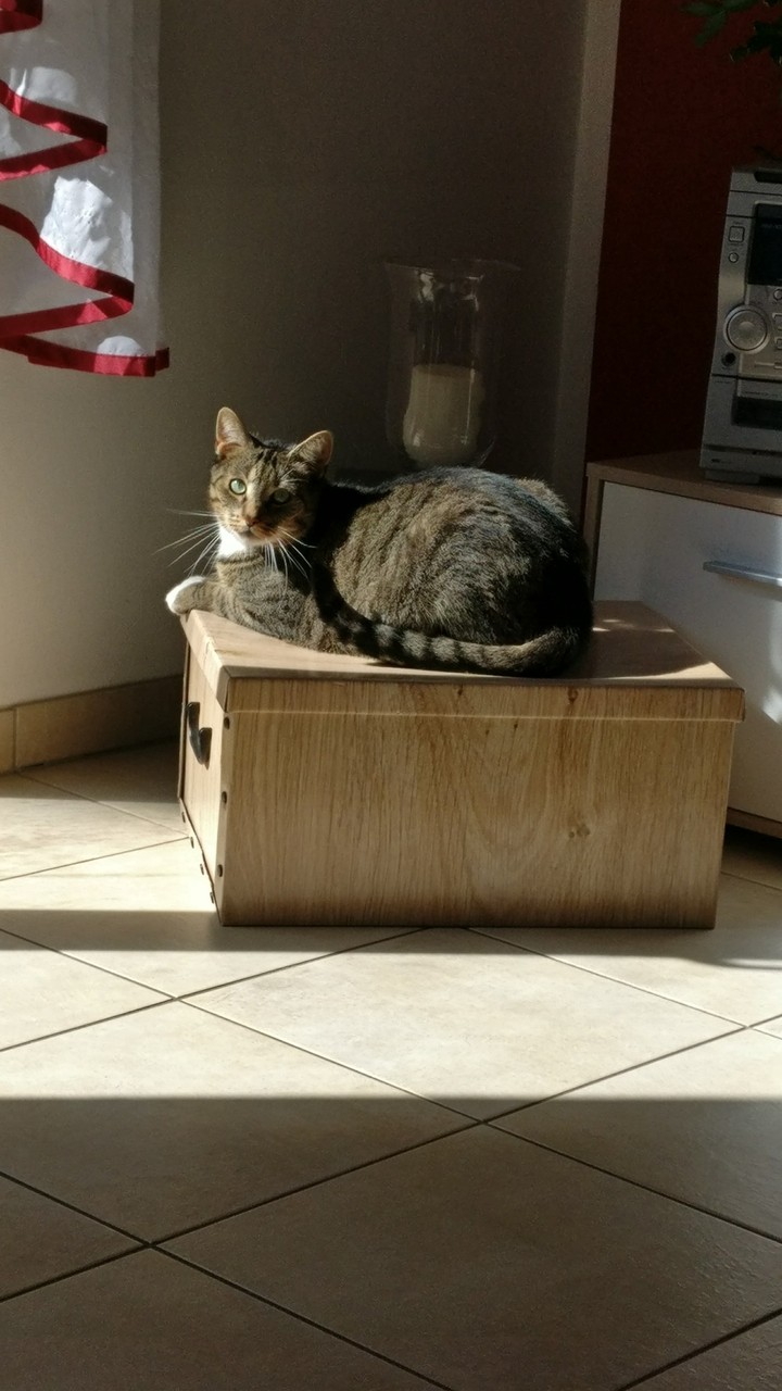 Kater Henry