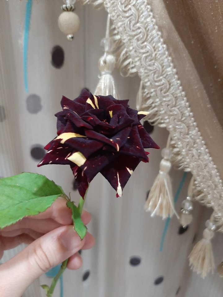 classy flower