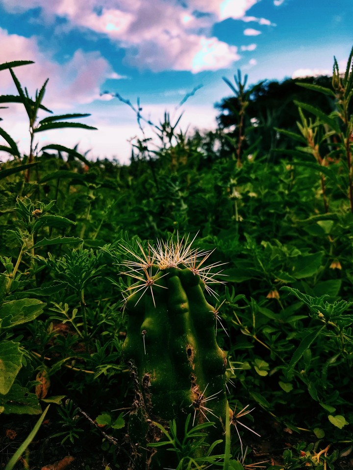 Pitahaya en Zaragoza, Santiago de Anaya, Hidalgo.
