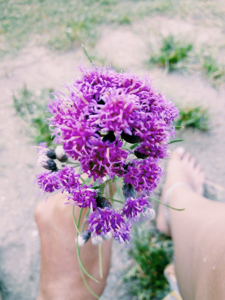 flor silvestre