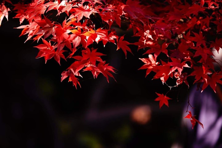 Japanese maple
is burned！