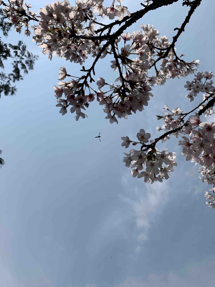Sakura
