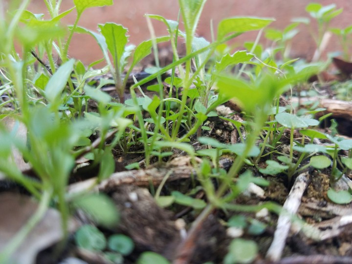 Sprouts in the winter