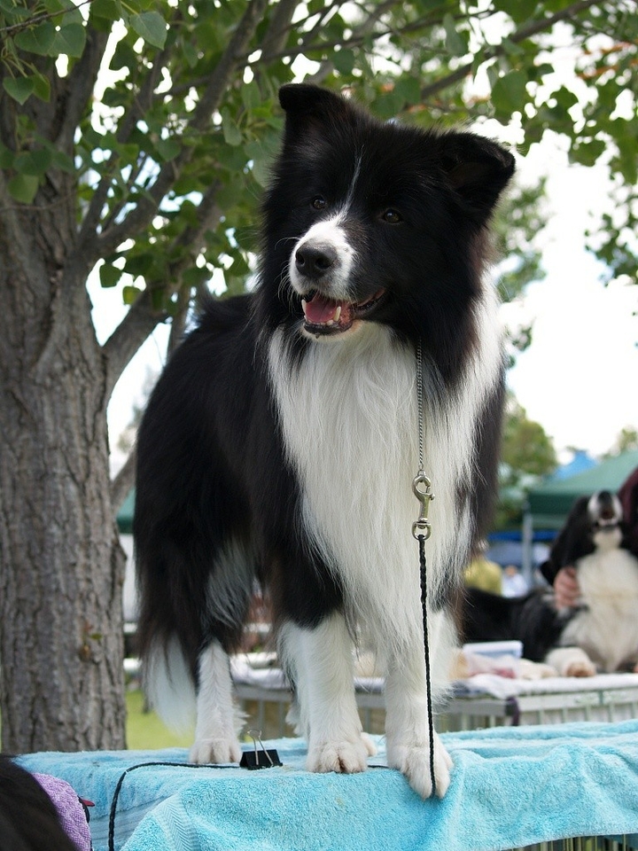 The Border Collie Because There Is No Better Dog