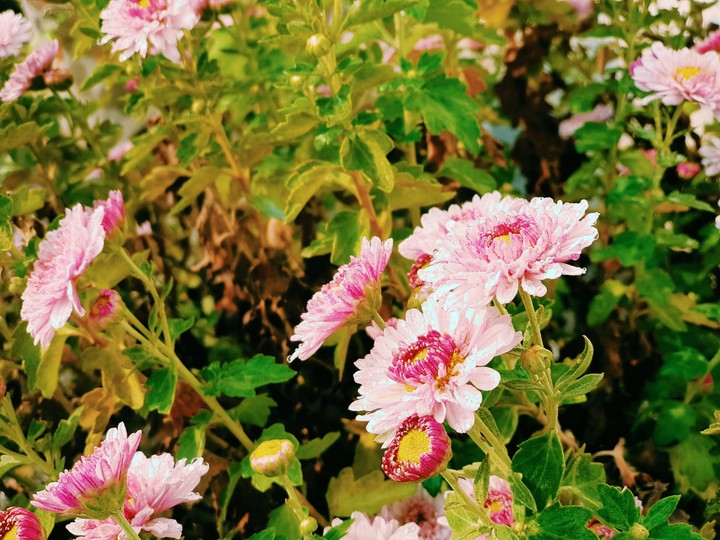 flowers