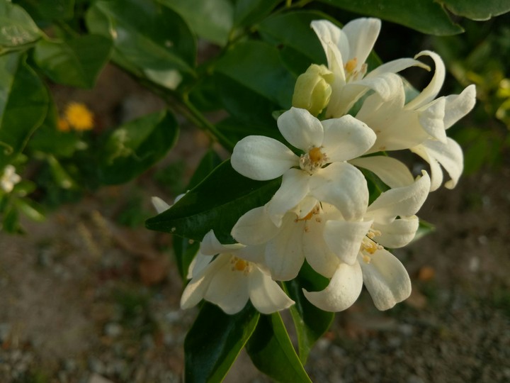 flowers