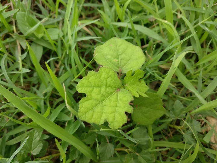 plant