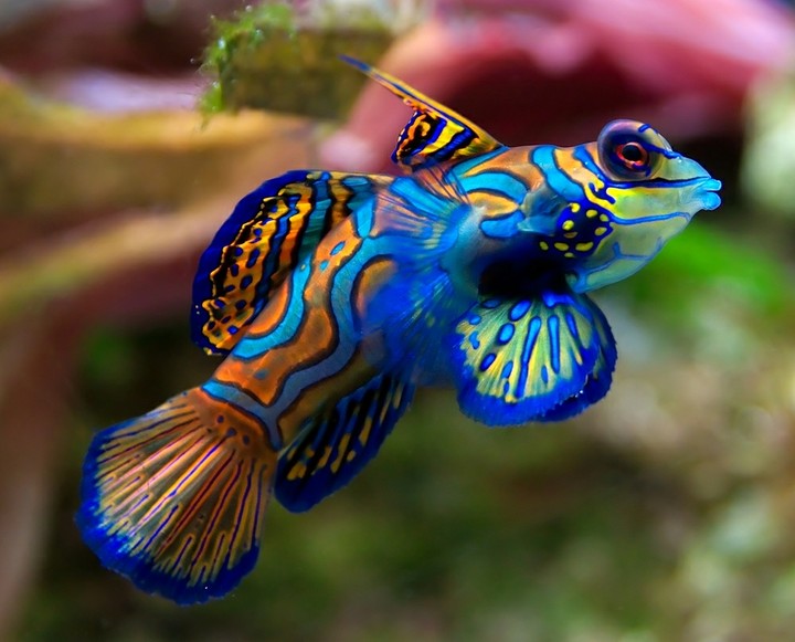 Mandrian Fish