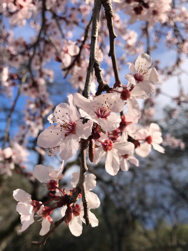 White Spring