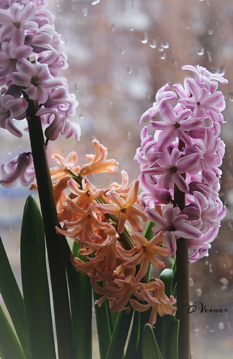 photography, spring桌布