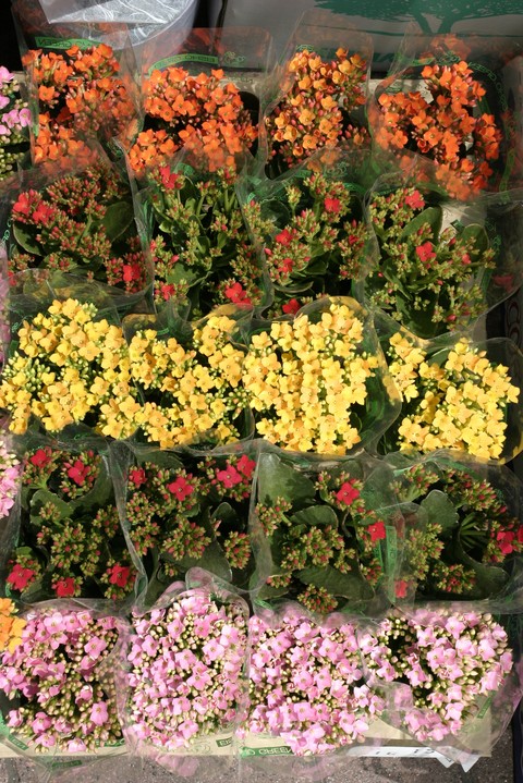 Plant