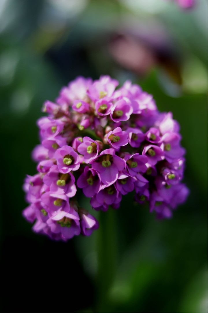 flora